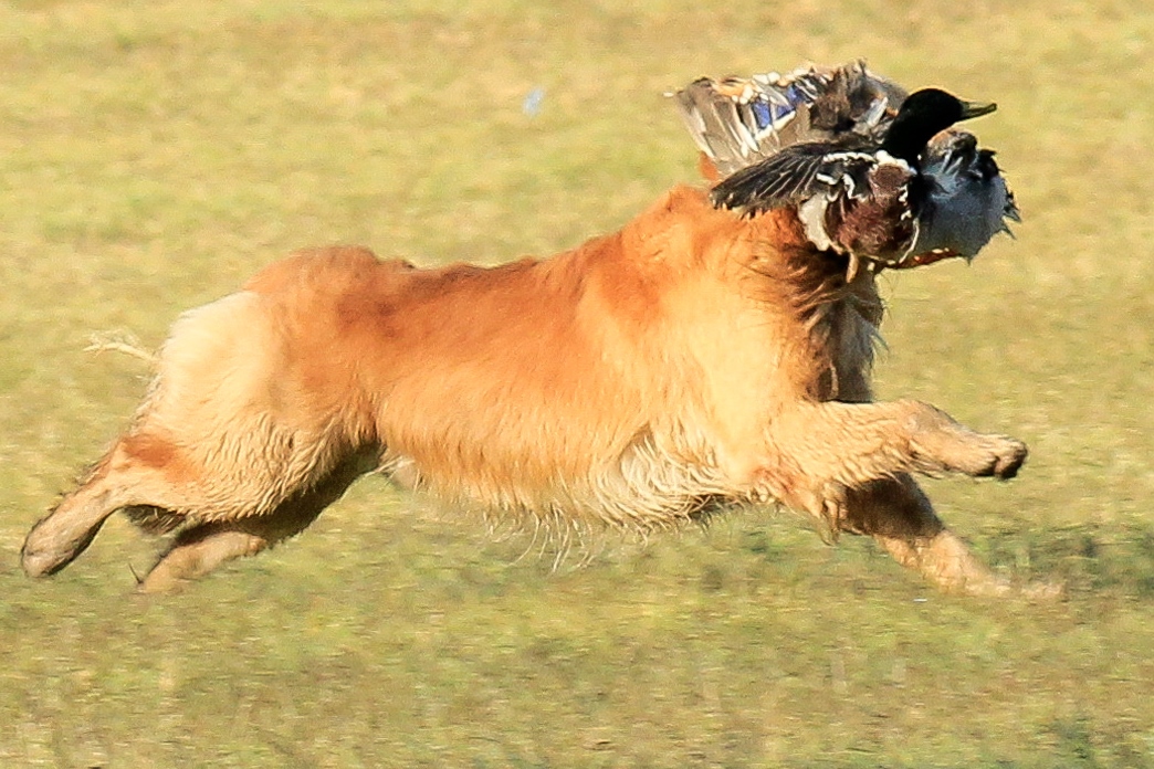 GRCA National Specialty